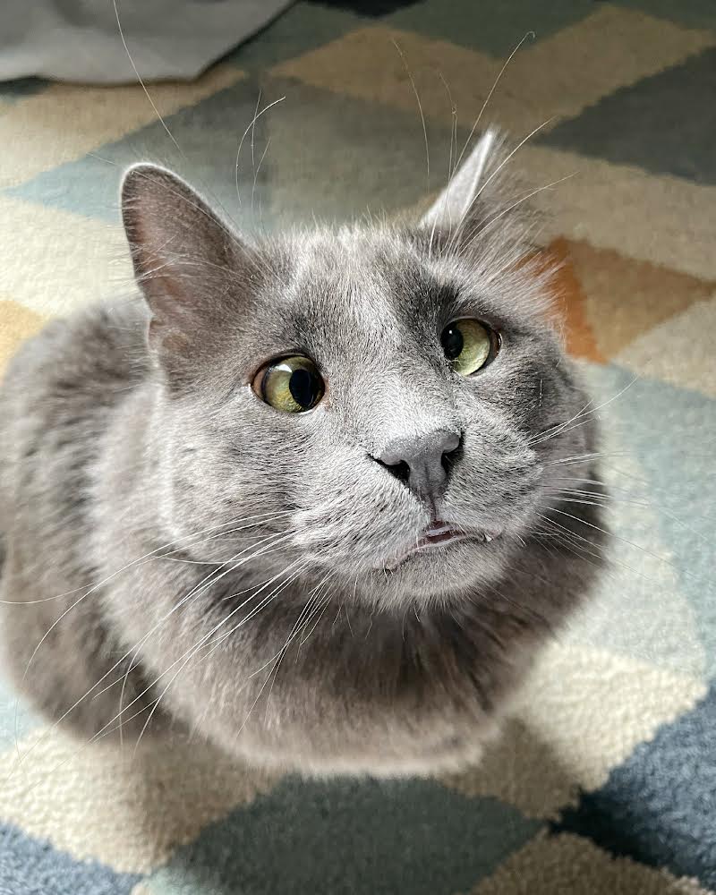 Belarus the Cat Belarus the cat