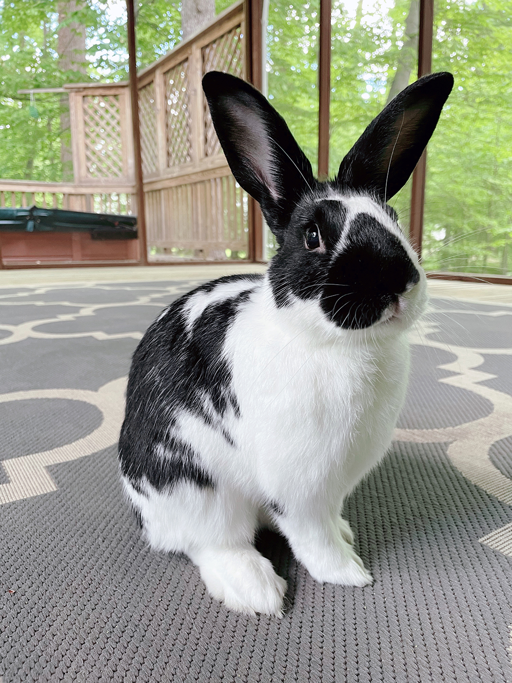 Oreo the Rabbit Oreo the Rabbit