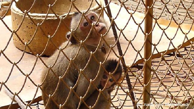Monkey in cage with CFI copyright